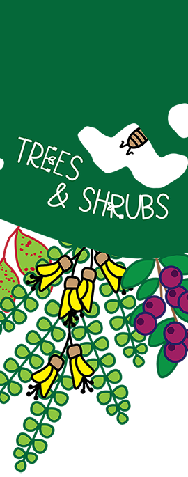 More about trees and shrubs